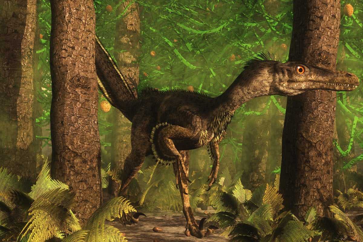 Environmental News Network - Vicious Velociraptor Dinosaur Was Feathered  Fiend