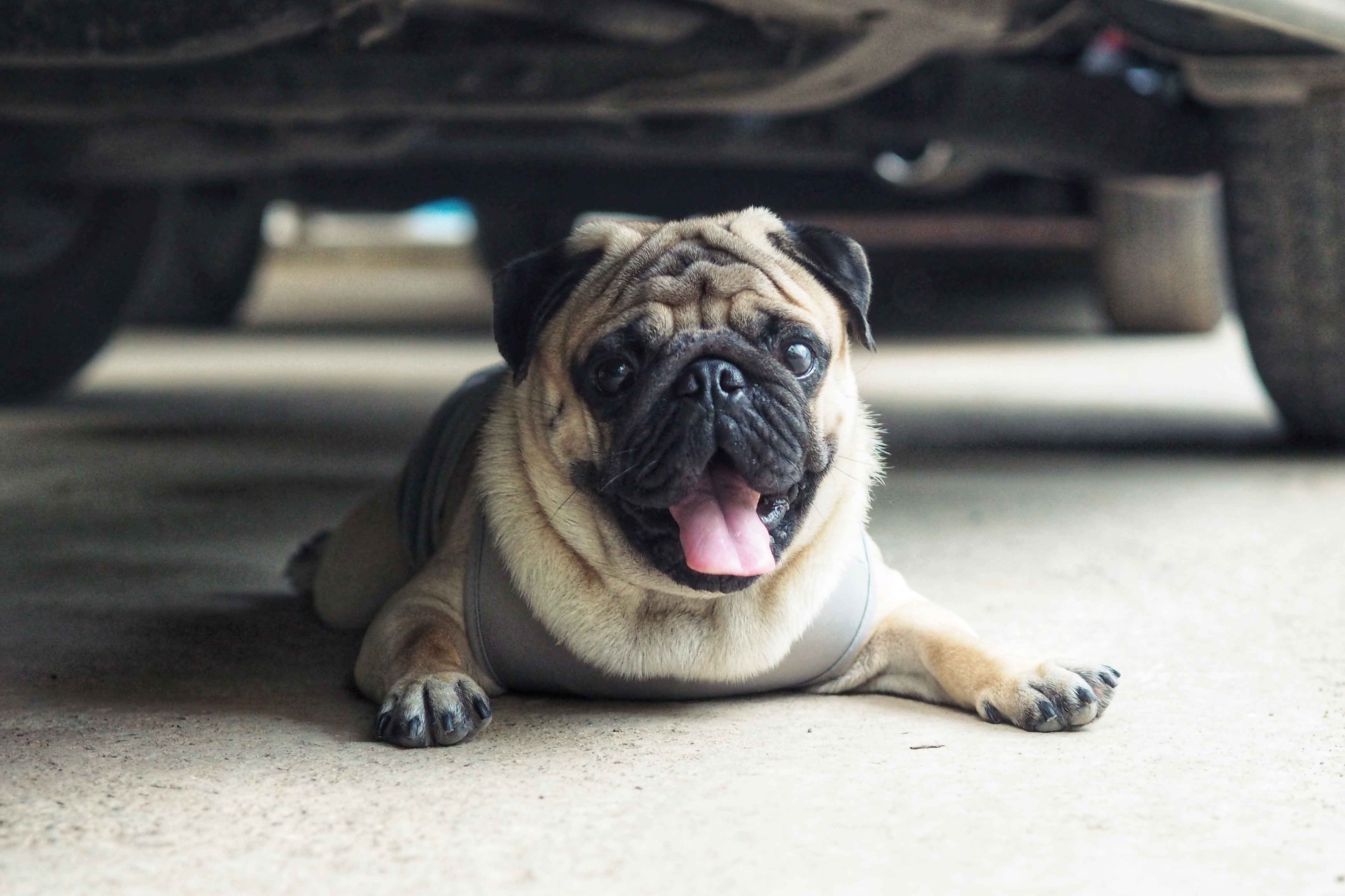 Most Pets Can't Sweat: Here's What You Can Do for Them in a Heat Wave -  Scientific American