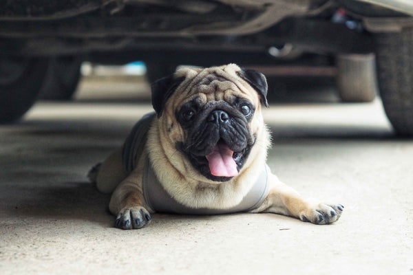Panting pug laying under a car