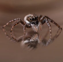 Spiders on Tiny Treadmills Give Scientists the Side Eye