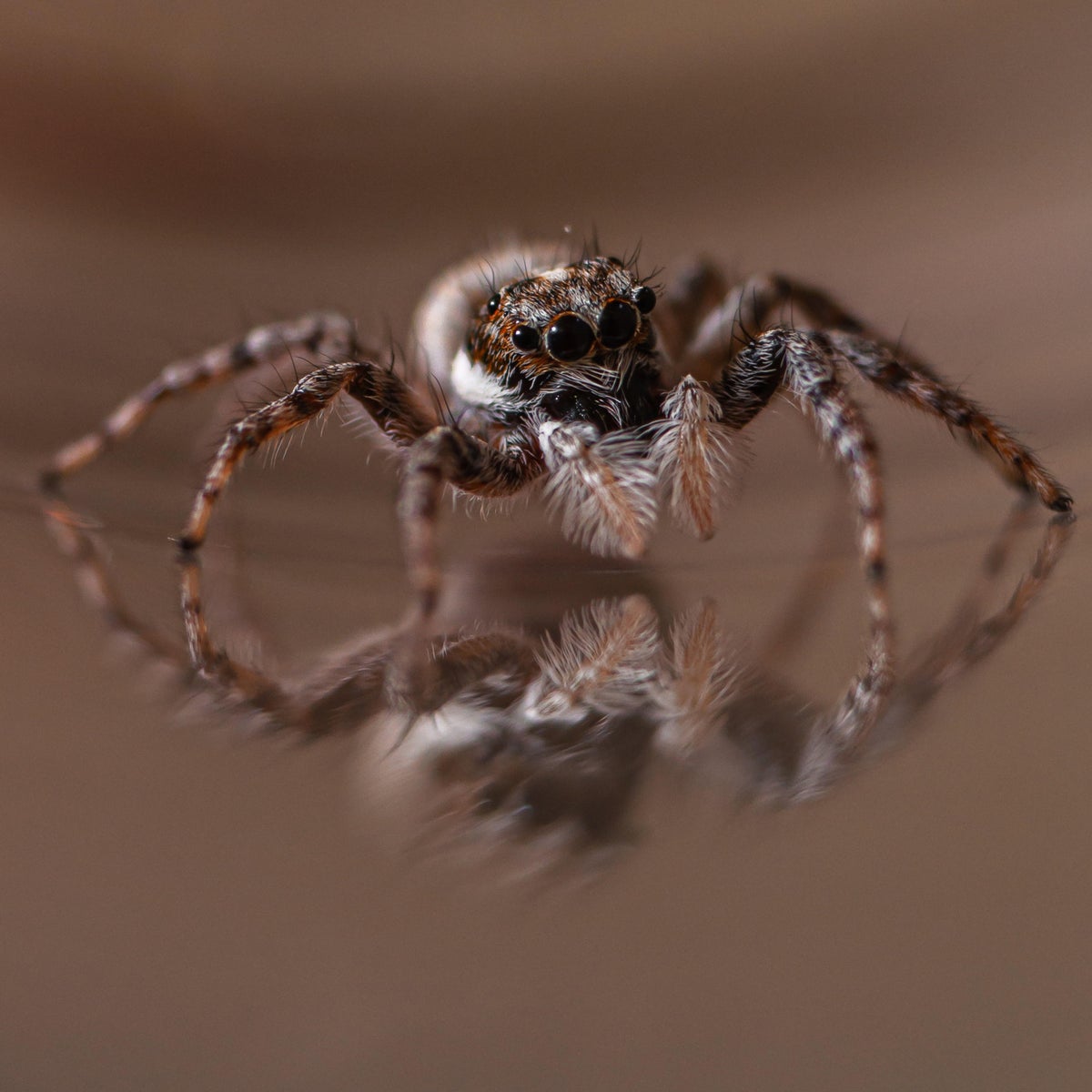 How jumping spiders' senses capture a world beyond our perception