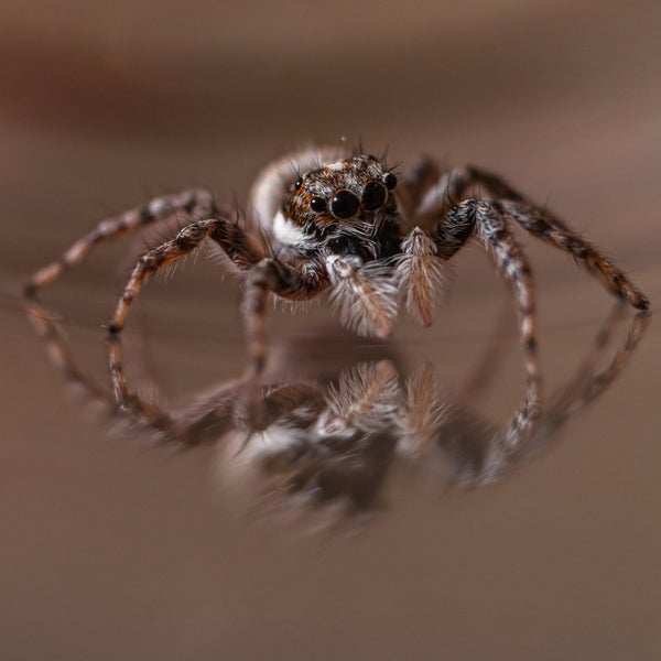Close-up of a jumping spider.