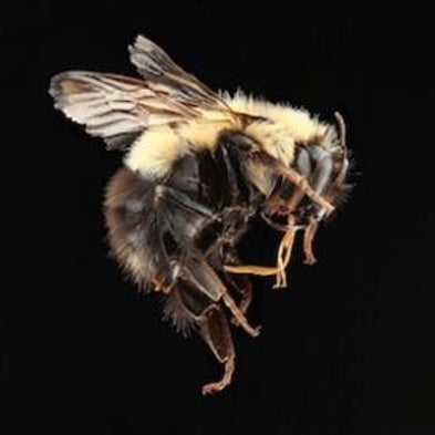 Hive and Seek: Domestic Honeybees Keep Disappearing, but Are Their Wild Cousins in Trouble, Too? [Slide Show]