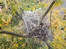 Cities Use Spikes to Keep Birds Away. Birds Are Using Them in Nests