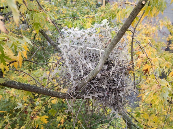 Unusual bird nest comprised of bird spikes, in a tree
