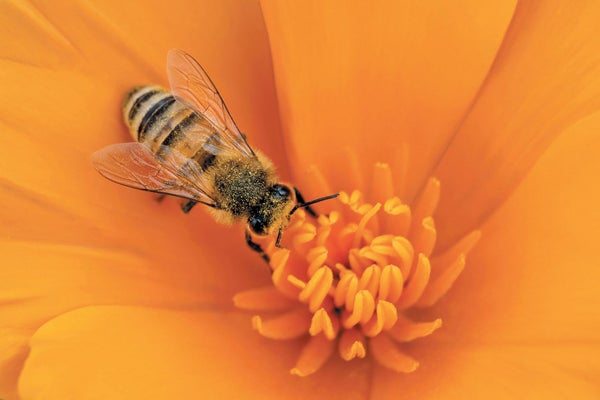 Honeybee visits a California golden poppy.