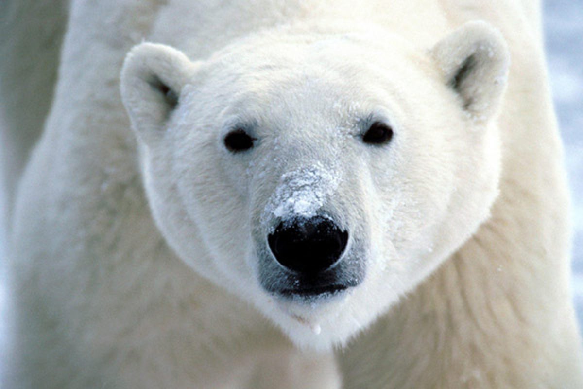 Protecting polar bears aim of new and improve