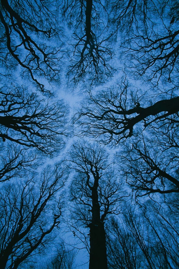 Blue sky seen through tree tops.