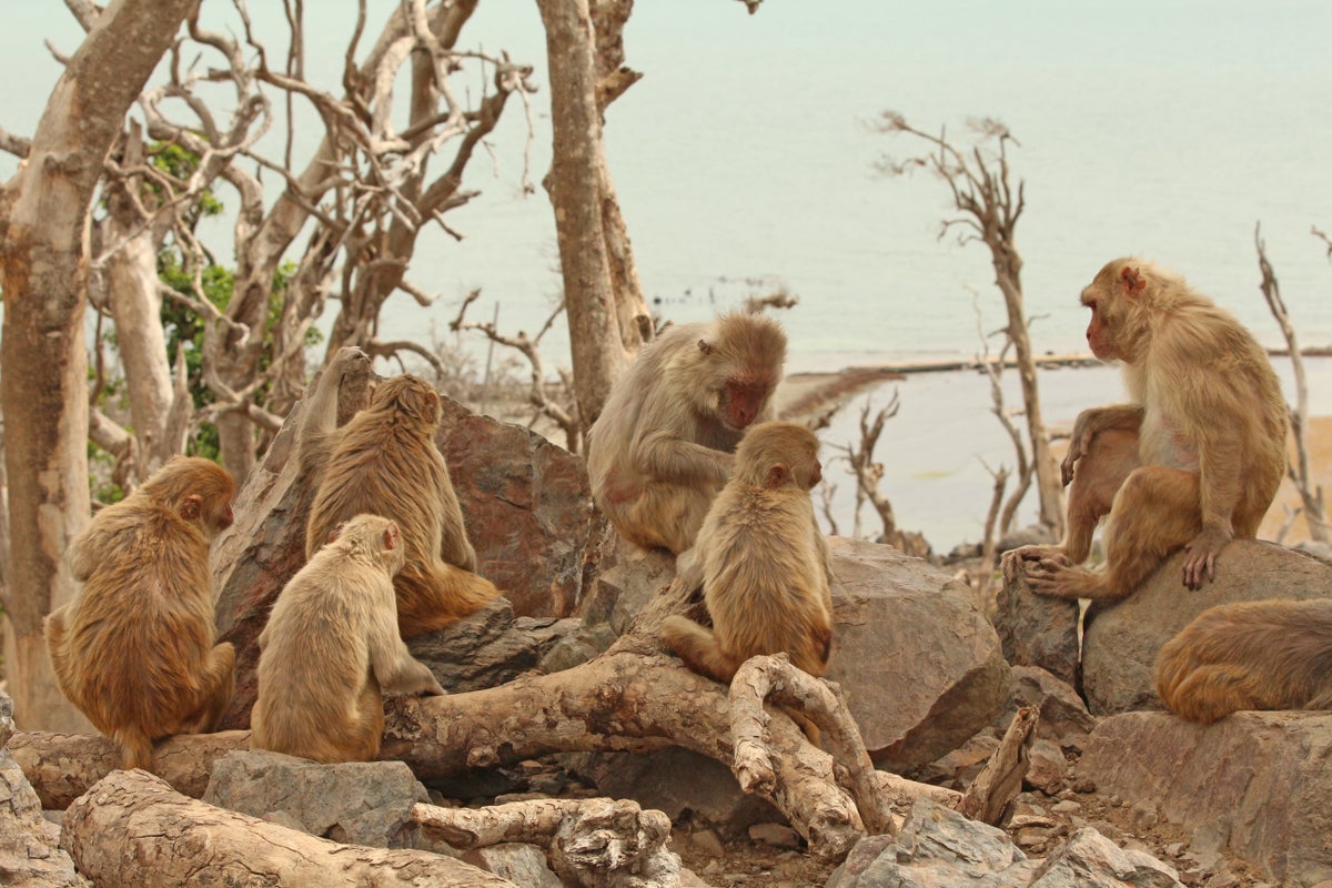 Monkeys experience the visual world the same way people do