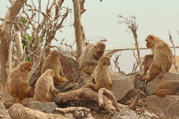 Macaques grooming on Cayo Santiago.
