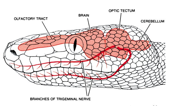 An information graphic on boa constrictor infrared detection