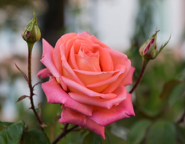 Bionic Roses Implanted with Electronic Circuits
