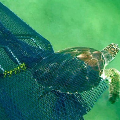 Trawls and Trash Represent One-Two Punch for Threatened Turtles [Slide Show]