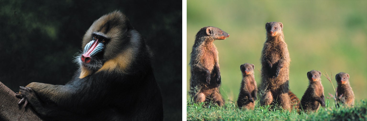 Mandrills and mongooses