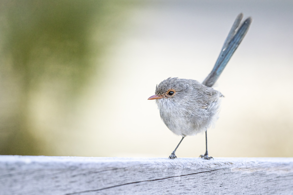 Small gray bird with a light blue tail and eyes surrounded by orange.