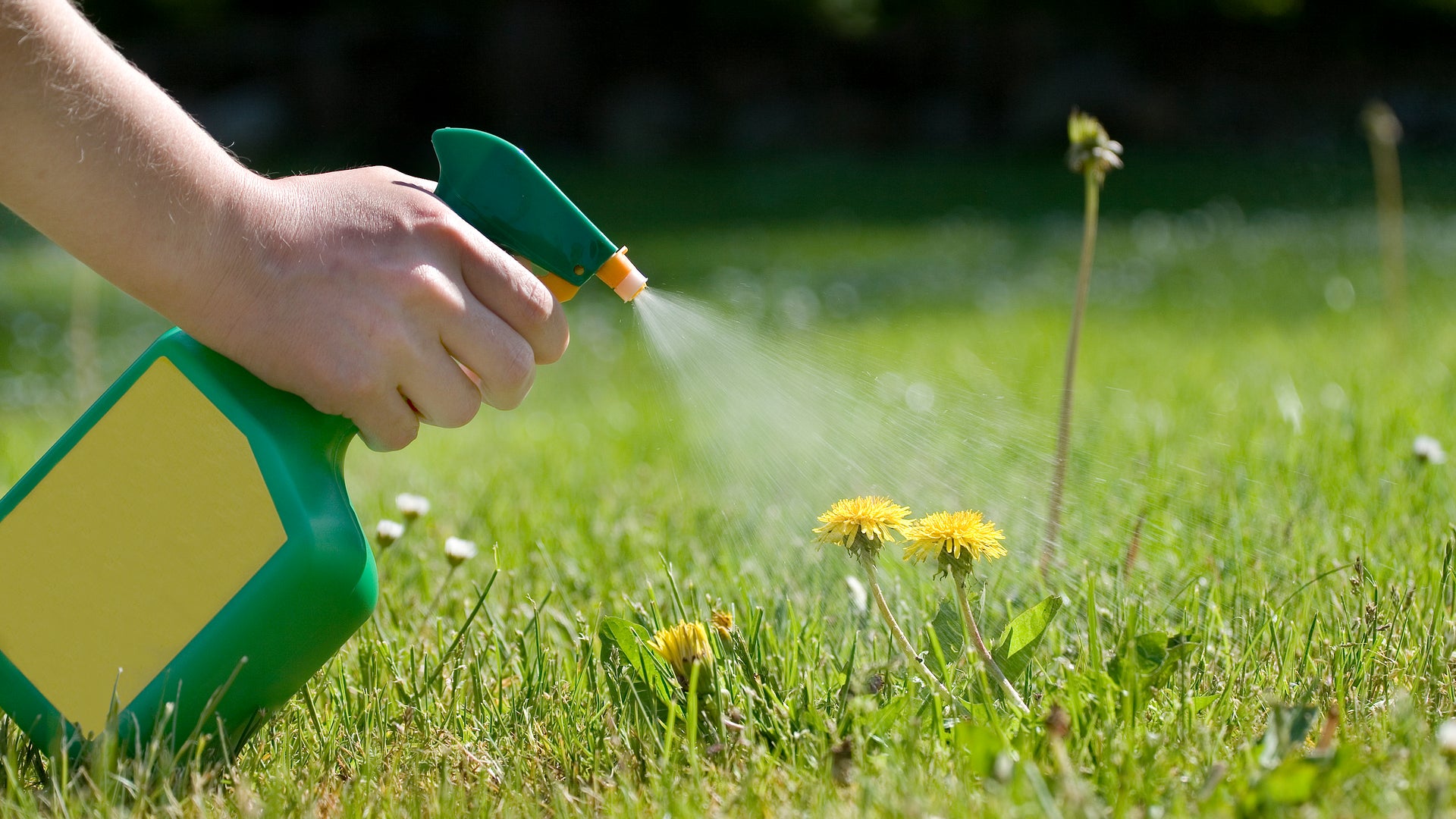 Weed-Whacking Herbicide Proves Deadly to Human Cells | Scientific American