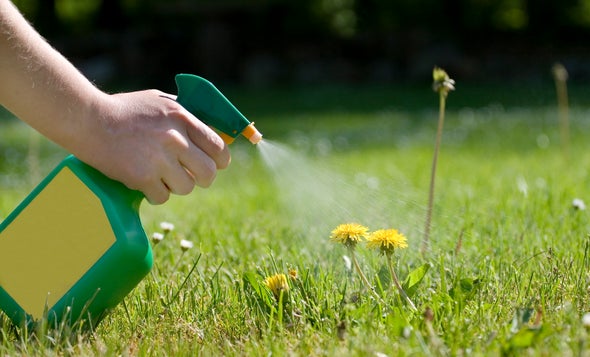 Weed-Whacking Herbicide Proves Deadly to Human Cells