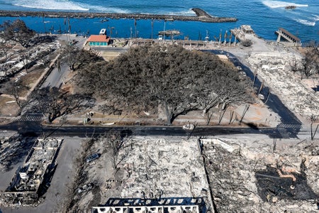 Large banyan tree on waterfront stands surrounded by charred remains of buildings and vehicles