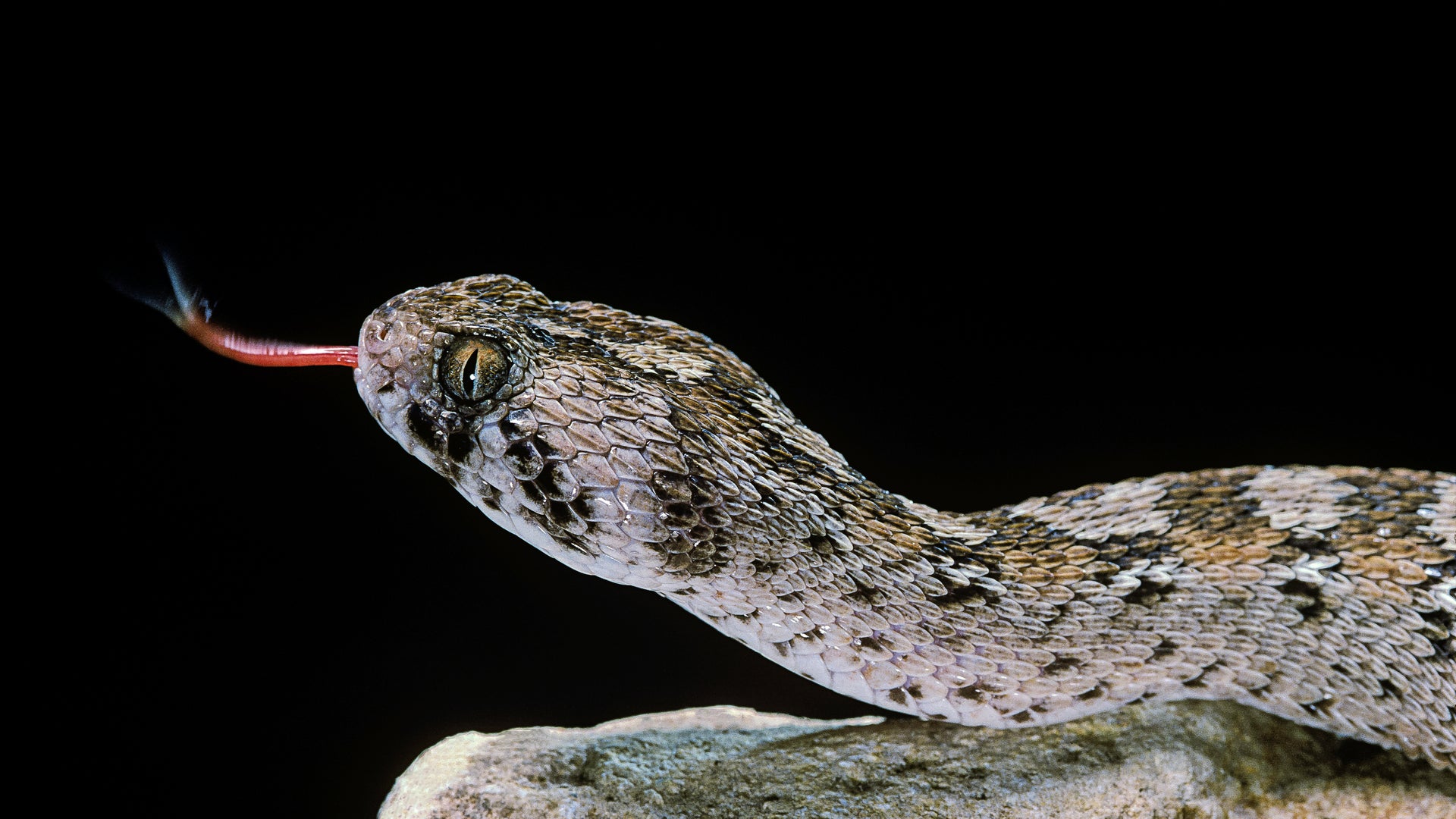 Pill Takes the Bite Out of Viper Venom | Scientific American