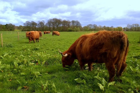 Fluctuating Rainfall Could Hurt Grazing Regions