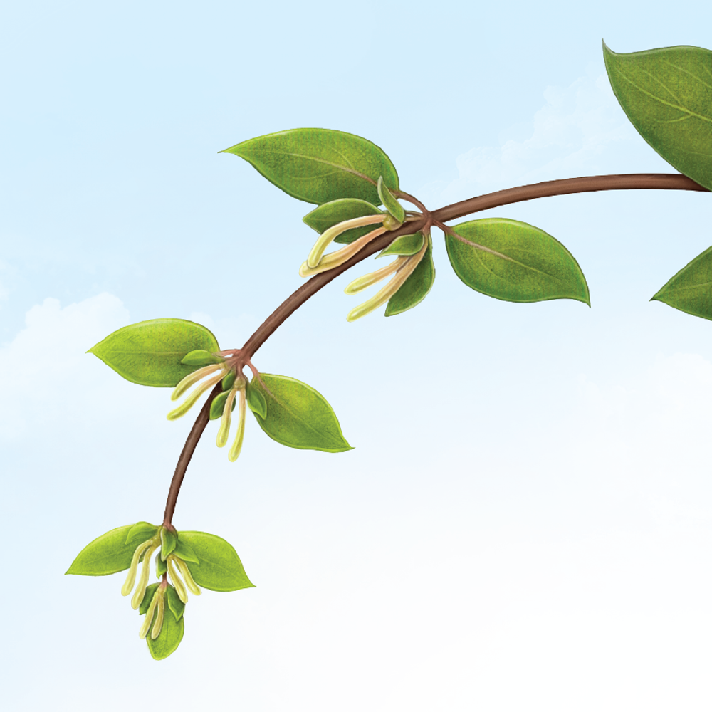 The Science of Spring's Green Show | Scientific American