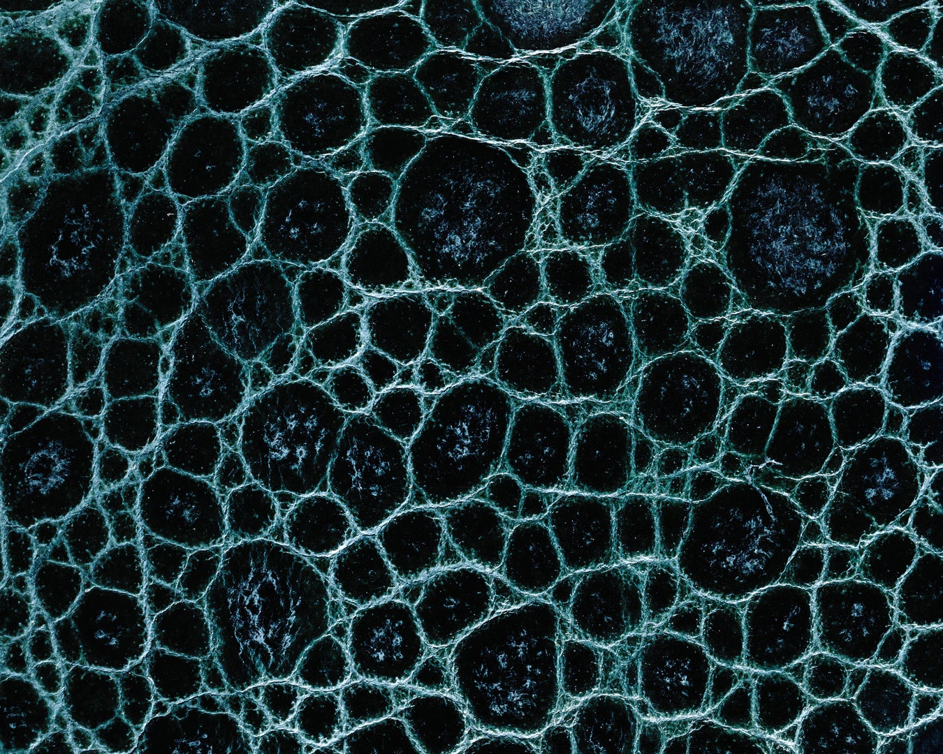 'Frog Skin' Cell Type Found in Mammal Mouths | Scientific American