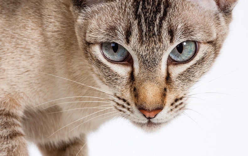 How House Cats Evolved Scientific American 