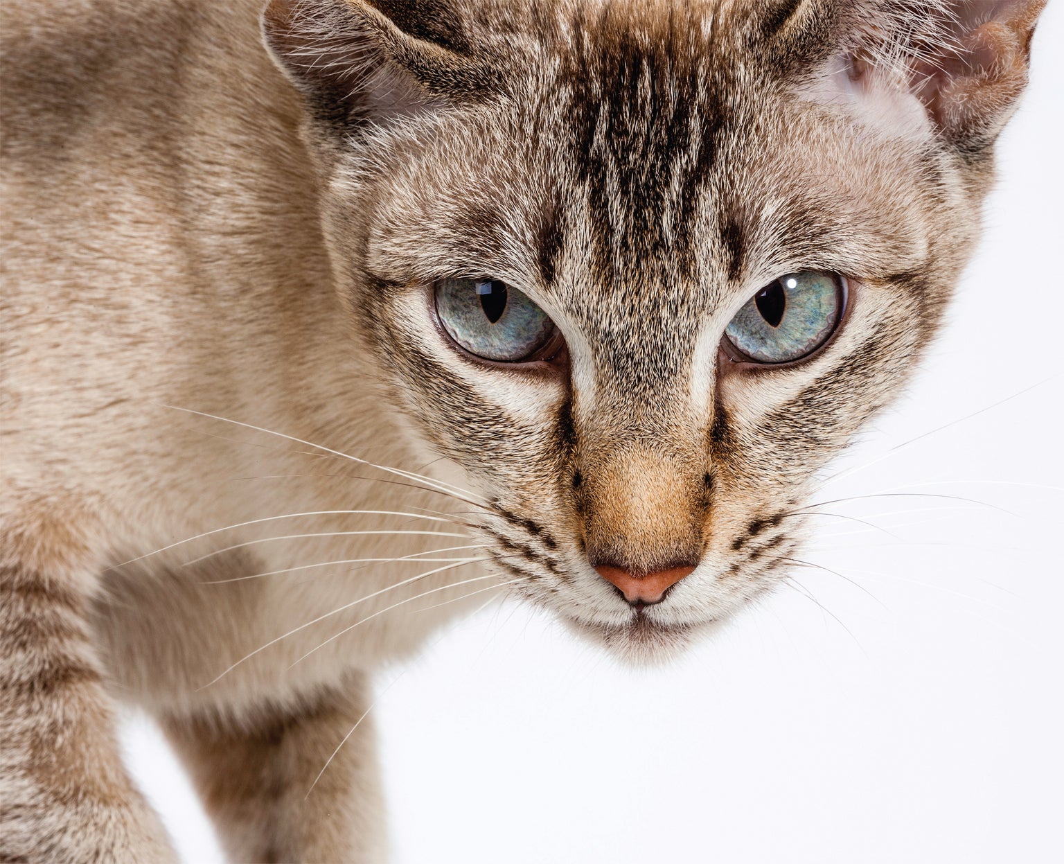 How House Cats Evolved - Scientific American