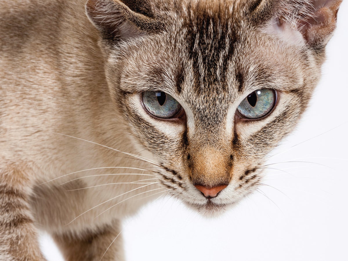 How House Cats Evolved | Scientific American