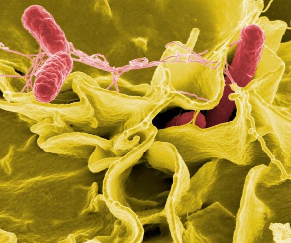 A Radical Approach against Superbugs: Learn to Live with Them