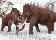 Woolly Mammoths May Come Back Firm Raises 15 Million