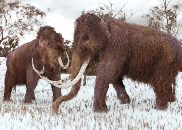 See-Through Hair and Awkward Sexual Problems: The Woolly Mammoth's Bitter End