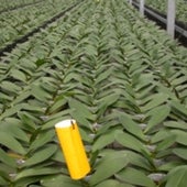 ORCHID FARM: