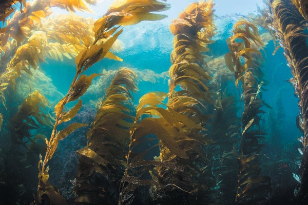 An underwater view of a kelp forest