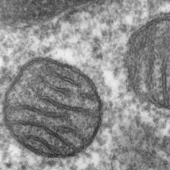 Parkinsonian Power Failure: Neuron Degeneration May Be Caused by a Cellular Energy System Breakdown