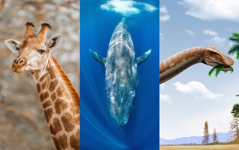 Giraffes vs. Blue Whales vs. Dinosaurs: Contest Reveals Which One Builds Its Ner..