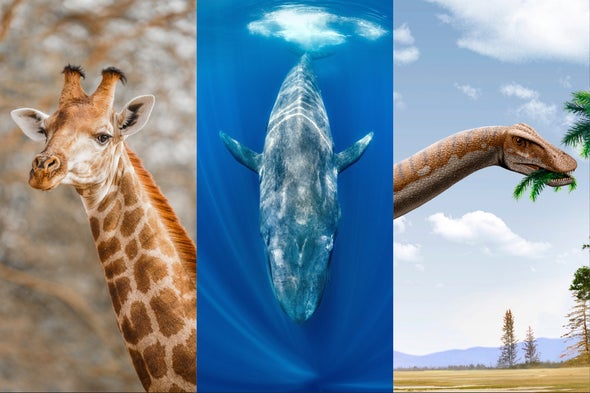Giraffes vs. Blue Whales vs. Dinosaurs: Contest Reveals Which One Builds Its Nervous System Fastest