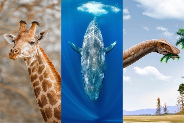 Giraffe close-up, swimming blue whale and illustration of dinosaur