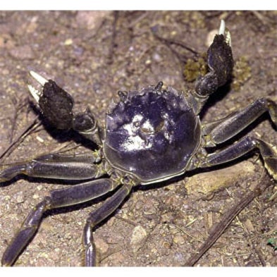Mitten Crab Watch