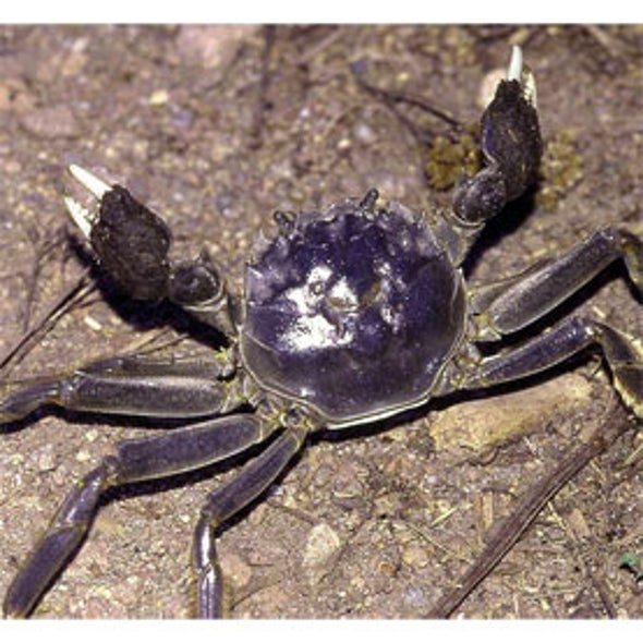 Mitten Crab Watch