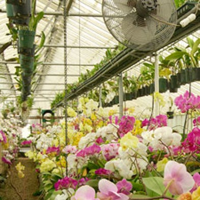 The Other Orchid Thief: Virus Ravages the Popular Flower [Slide Show]