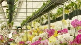 The Other Orchid Thief: Virus Ravages the Popular Flower [Slide Show]