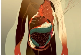 Human physiology illustration by Harry Campbell