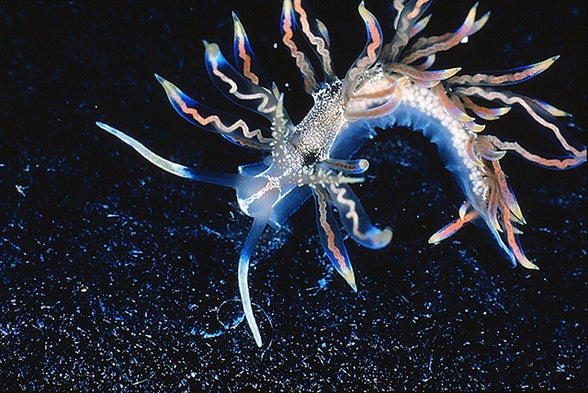 Top 10 Most Fascinating New Species Unveiled [Slide Show]