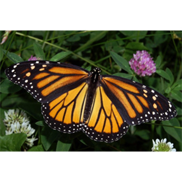 Project <i>MonarchHealth</i>