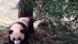 Panda Bei Bei Takes His First Stroll