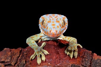 A Once Common Gecko Is Vanishing from Parts of Asia