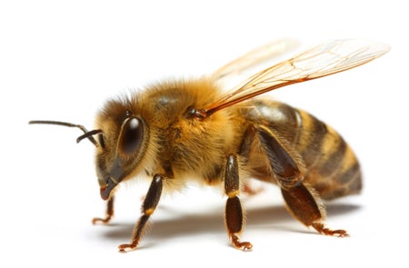 Surprise: Bees Need Meat