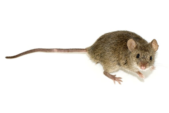 Of Mice and Men: Study Pushes Rodents' Home Invasion to 15,000 Years Ago