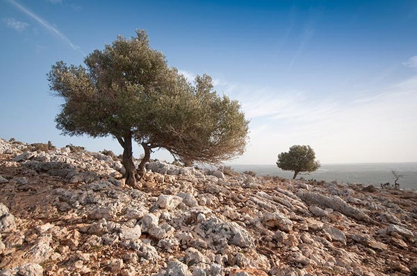 olive trees